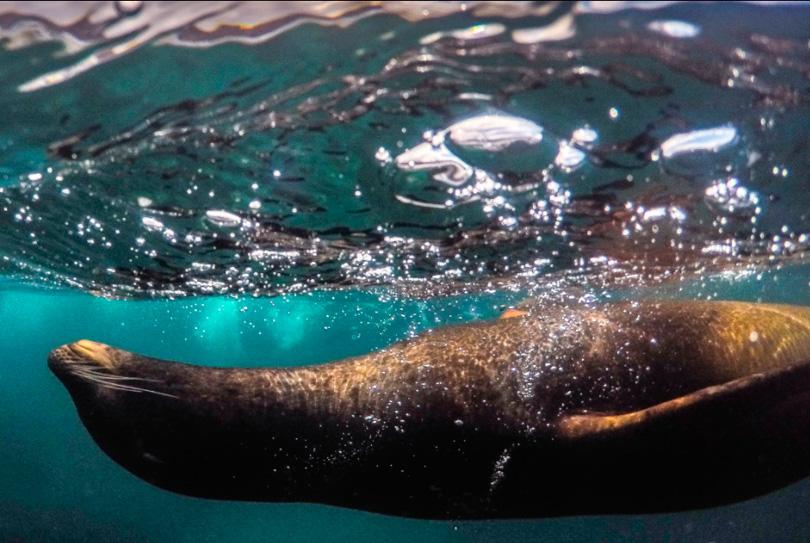 Ecuador ampliará la Reserva Marina de Galápagos
